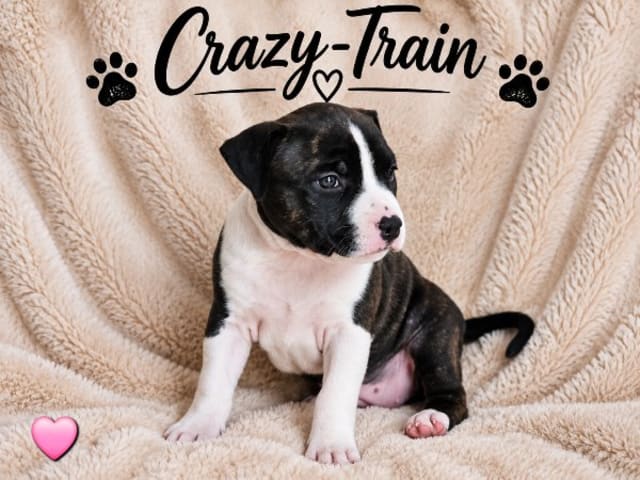 American staffordshire terrier · Härryda · Beatrice Svensson
