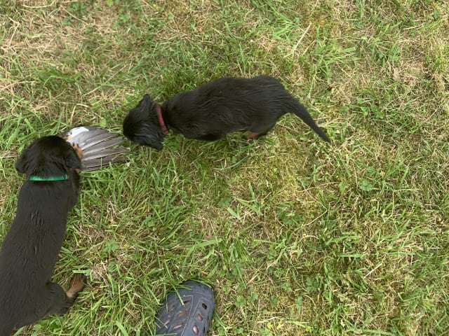 Gordon Setter · Bjoa · Storenutens