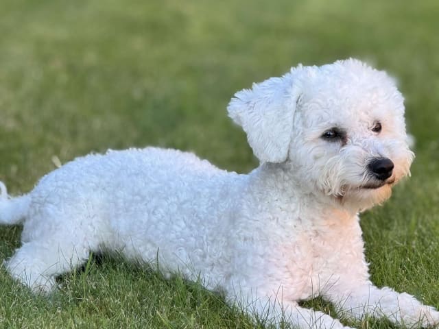 Bichon Frise