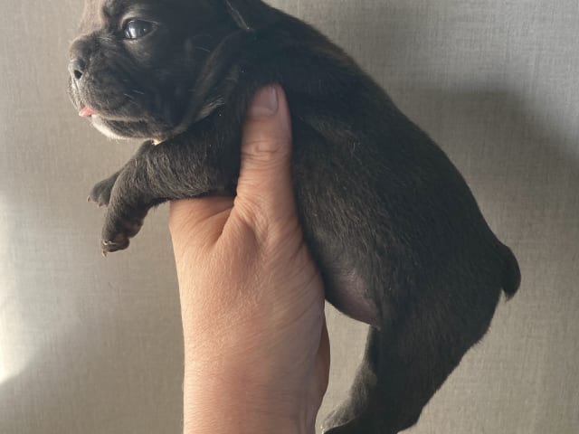 Fransk bulldogg · östervåla · Dexline's