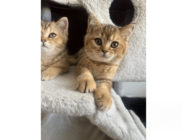 British Shorthair · Skövde · SE*Britessa