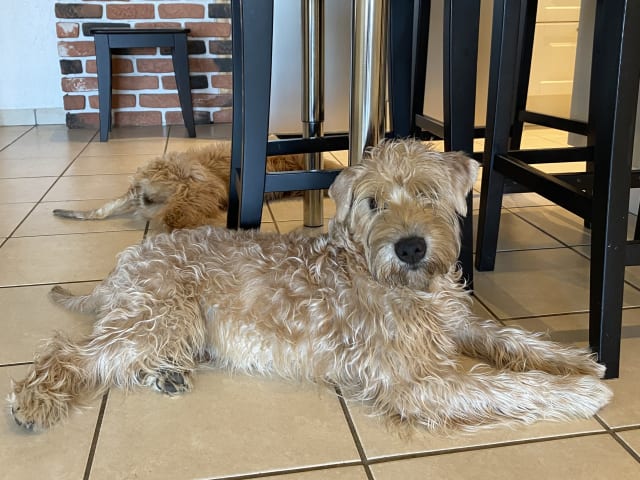 Irish Soft Coated Wheaten Terrier