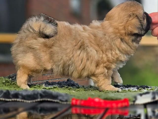 Tibetansk spaniel