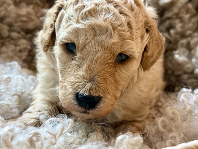 Miniature Poodle