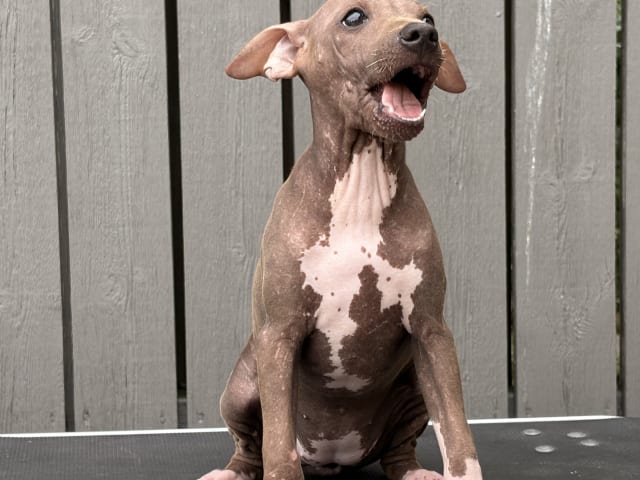 American Hairless Terrier · Mellerud · Ticket to win