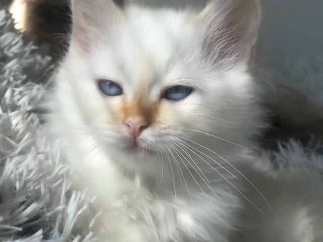 Birman