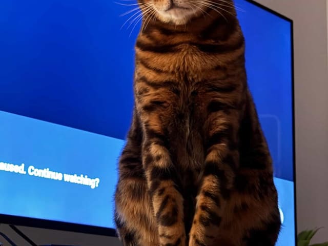 Bengal · Göteborg · Zara N.