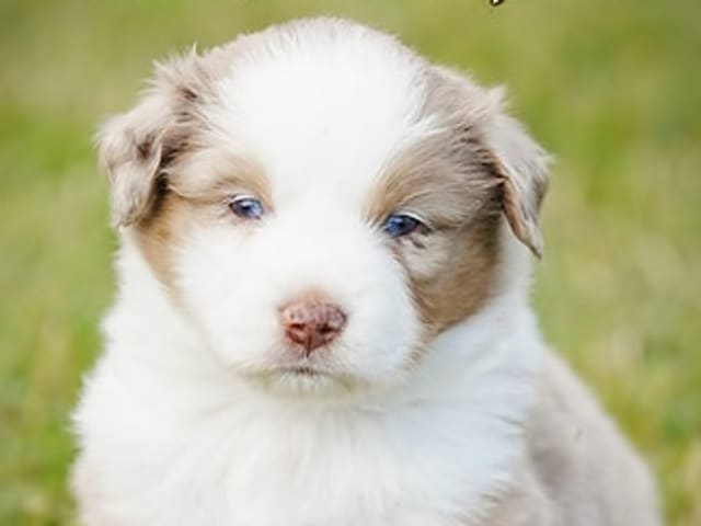 Miniature American Shepherd