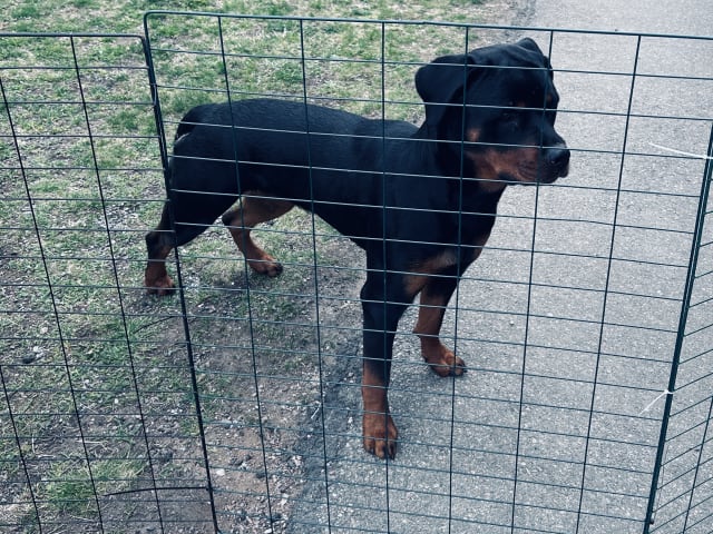 Rottweiler · Eksjö · Sofia Lindholm