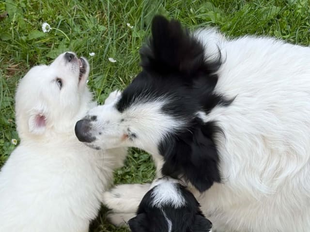 German Spitz – Mittelspitz · Tommerup · Asti-Una's