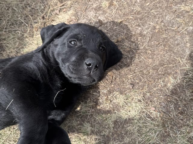 Labrador retriever · Huddinge · Tony J.