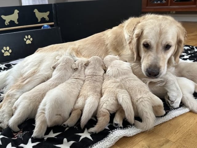 Golden retriever · Vejbystrand · Stream Of Sunlights