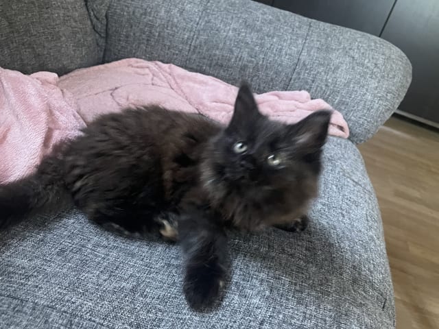 Maine Coon · Jönåker · Malin A.