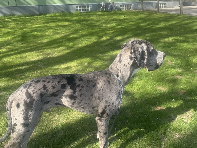 Great Dane (Grand danois)