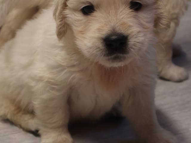 Golden Retriever