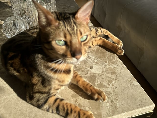 Bengal · Sundbyberg · Emina A.