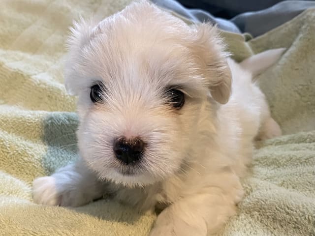 Coton de Tulear