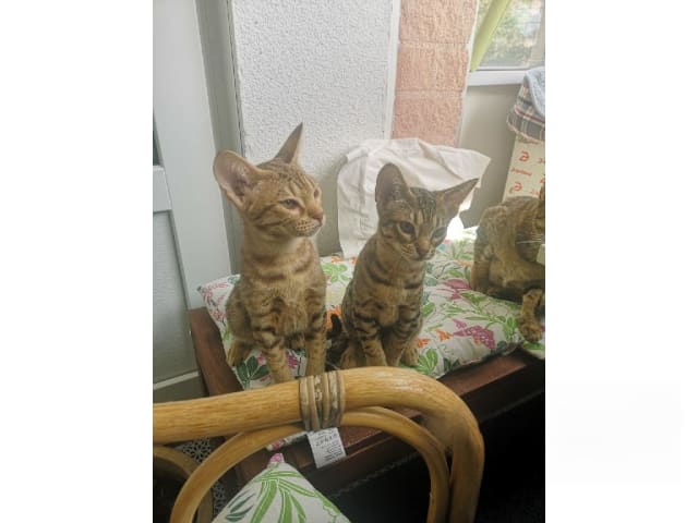 Ocicat · Nyköping · SE*Aspkatter