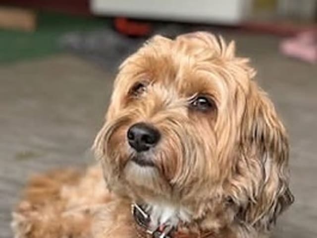 Havanese · Næstved · Tania Alexander