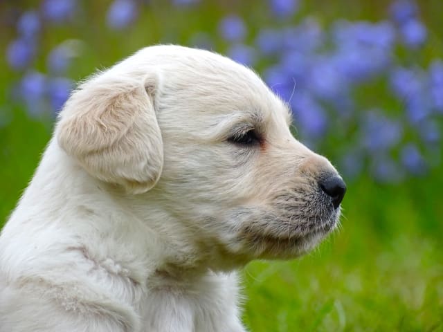 Labradoodle · överkalix · Humlehjarta