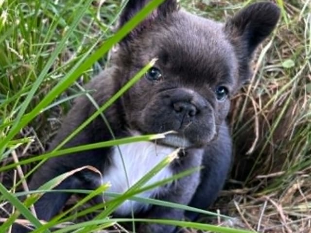 Fransk bulldog · Vårgårda · Hill's bullz