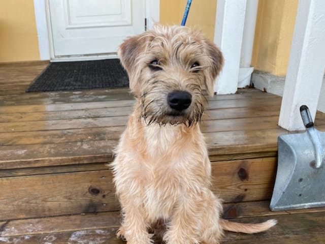 Irish Soft Coated Wheaten Terrier