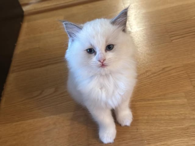 Ragdoll · Norrköping · Benjamin I.