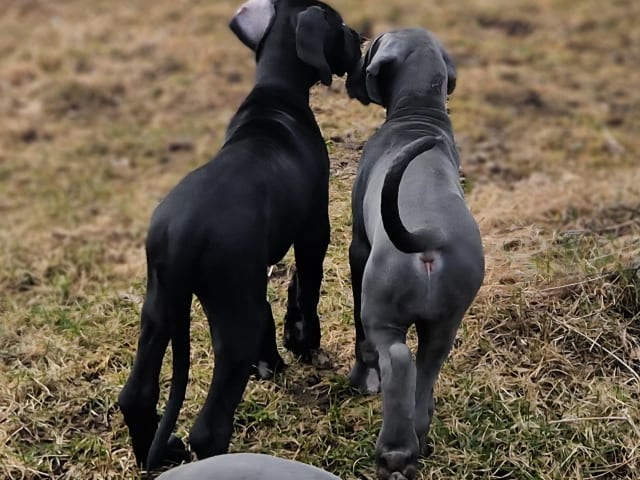 Great Dane (Grand danois)