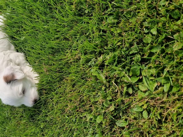 Tibetansk terrier