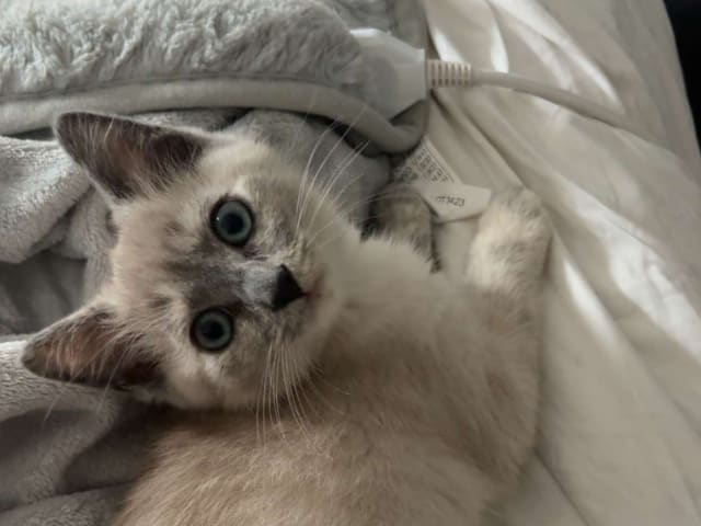 Ragdoll/perser · Hässleholm · Kattunge till salu