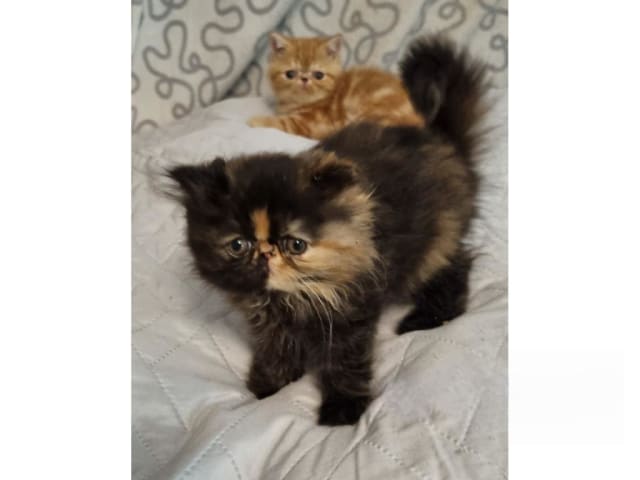 Persian · Mullsjö · S*Hagabodas