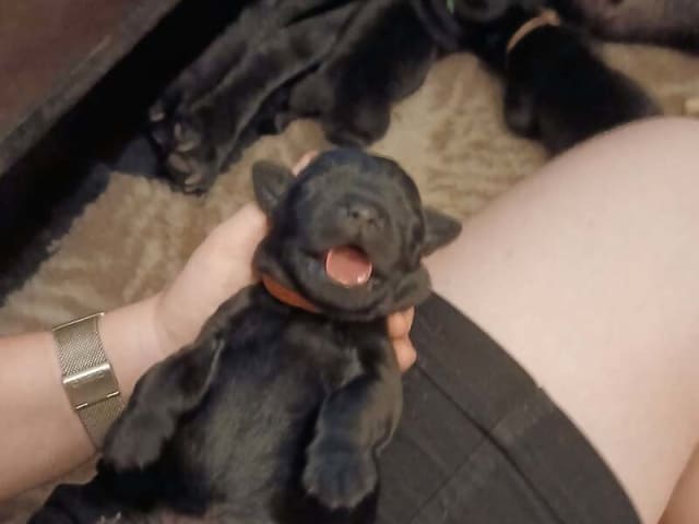 Labrador retriever · Tarm · Charmaine's