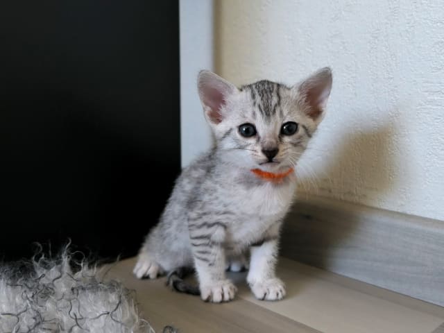 Egyptian Mau