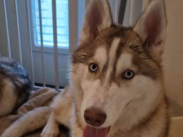Siberian Husky · Rimbo · Christian B.