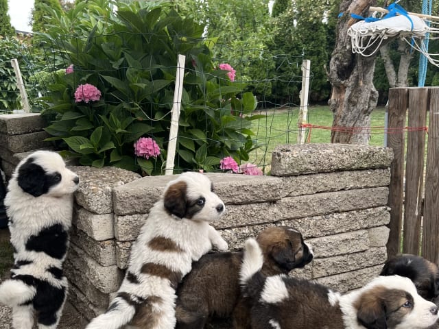 Newfoundland/Landseer/SanktBernard · Malmö · Kristina P.