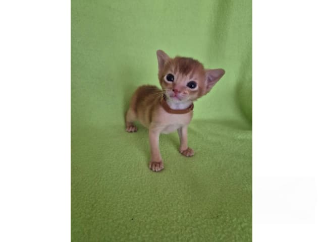 Abyssiner katt · Molkom · SE*Antennaria Rubra's