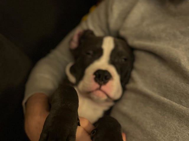 American bully