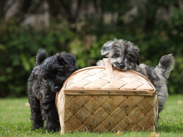 Berger des Pyrenees a poil long · Tierp · Kennel Dirgis