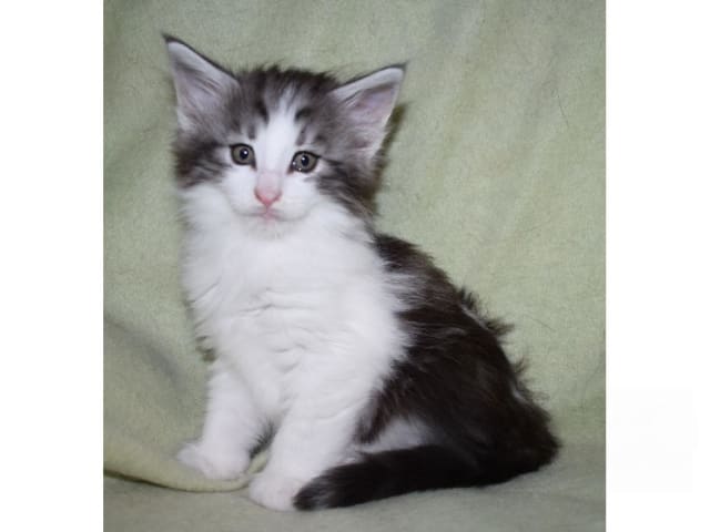 Norwegian Forest · Edsvalla · S*Pysida's