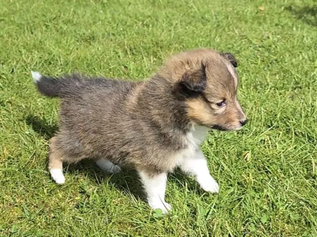Shetland sheepdog · Finsland · Malene Stordahl