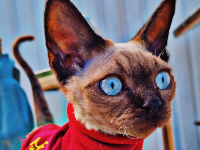 Devon Rex · Hell · No*Onyx Blue Diamond