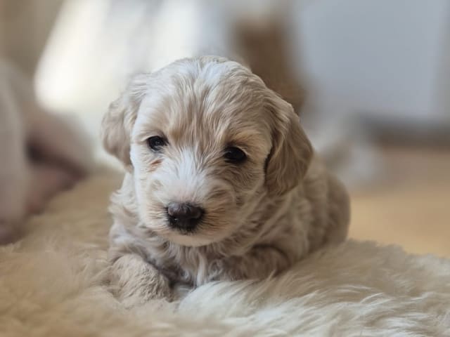Maltipoo