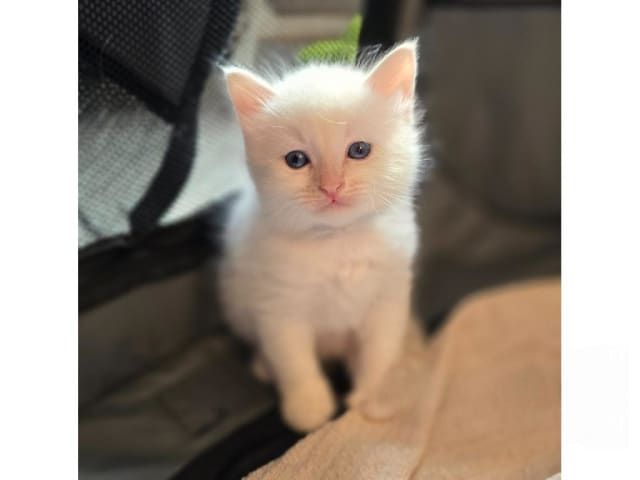 Sibirisk katt · Sollentuna · SE*misMillones
