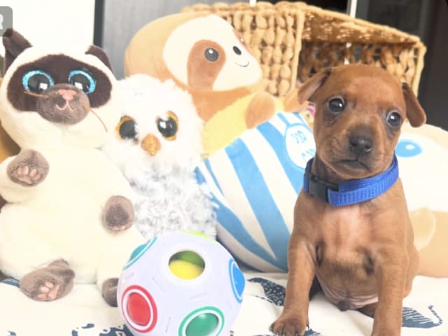 Miniature Pinscher