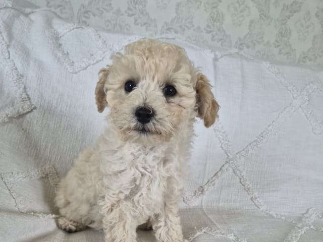 Maltipoo · Hässleholm · Daniela K.