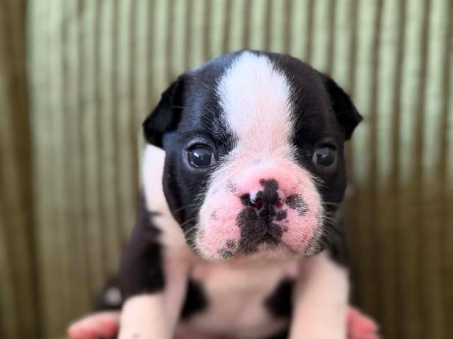 Boston terrier