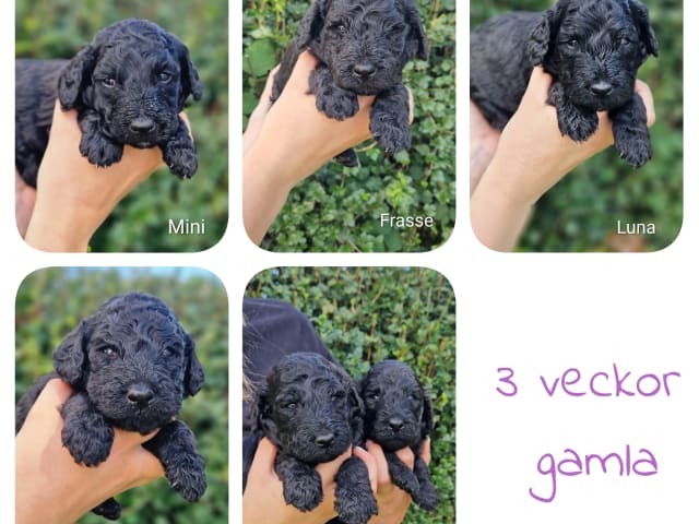 Double Doodle · Borås · Smith Labradoodles