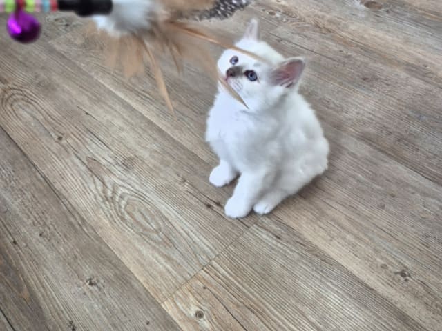 Birman