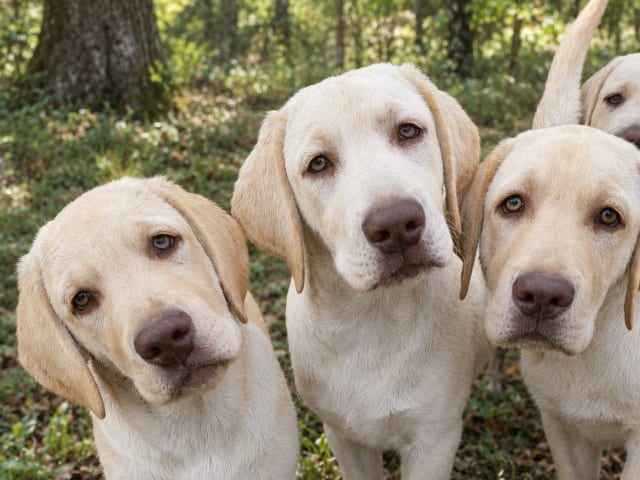 Labrador retriever · Hörby · Monika H.