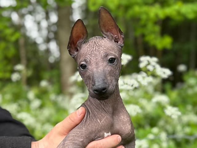 Xoloitzcuintle